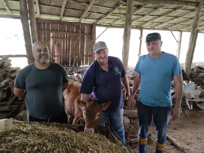 Vacinação contra brucelose é obrigatória em fêmeas bovinas de 3 a 8 meses